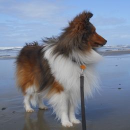Sheldon - Shetland Sheepdog