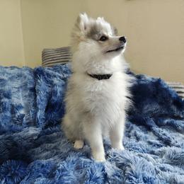 Pomsky Puppies from Idaho Pomsky