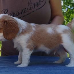 Cavalier King Charles Spaniel Puppies from Rum Runner Cavaliers