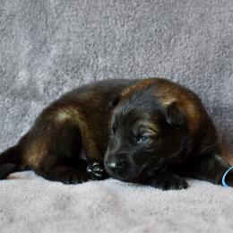 Blue - Sable male German Shepherd puppy in Cherryville, North Carolina from Masky Kennel