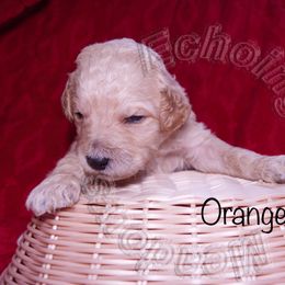 Labradoodle Puppies from Echoing Meadows