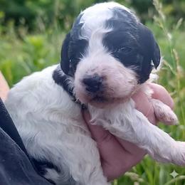 Verona-agouti parti - Phantom female Poodle puppy in Cypress Inn, Tennessee from Nine Pines Poodles