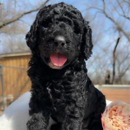 Velma - Black female Goldendoodle puppy in Osage City, Kansas from Golden Ridge Goldens