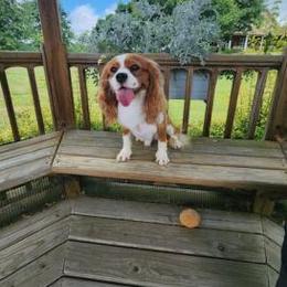 Moses - Cavalier King Charles Spaniel