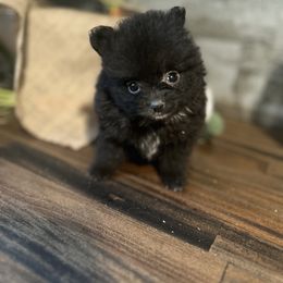 Pomeranian and Poodle Puppies from Briar Creek Buddies