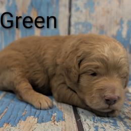 Mr Green - Apricot male Goldendoodle puppy in Lebanon, Pennsylvania from Robertson's Retrievers and Doodles