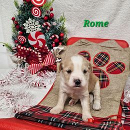 Rome - Gold and white male Tibetan Terrier puppy in Dorena, Oregon from Angel Tibetans Of Oregon