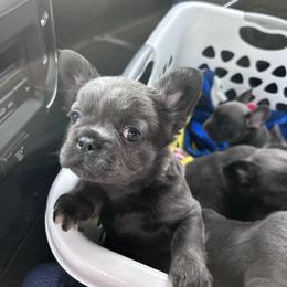 French Bulldog Puppies from Kristen Fifer