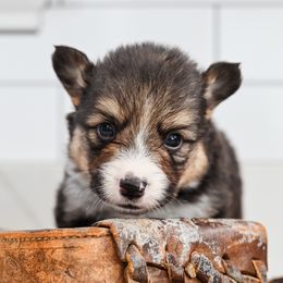 Skelly - Black and tan male Pembroke Welsh Corgi puppy in Spanish Fork, Utah from Sorensen Corgis