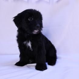Misty knight - Black and white female Assorted Doodle Crosses puppy in Sacramento, California from FurKids
