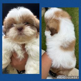 Gunner - Gold and white male Shih Tzu puppy in Conroe, Texas from Texas Shih tzu crew Shih Tzus