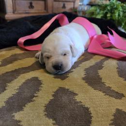 Pink Collar Female - Yellow female Labrador Retriever puppy in La Vernia/San Antonio, Texas from Allure Ranch Labrador Retriever's