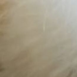 Catahoula Leopard Dogs and Pomeranians from Our Eden Ranch Puppies