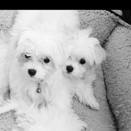 Maltese Puppies from California Marvalous Maltese
