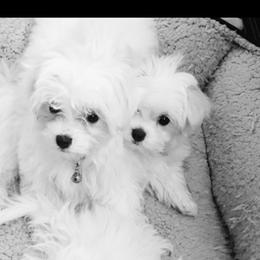 Maltese Puppies from California Marvalous Maltese