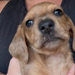 Boy 3-red dapple - Dapple male Dachshund puppy in Pierson, Florida from Michelle’s Mini Dachshunds