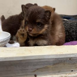 Girl 1 - Pomeranian puppy from COCO'S POMS AND FRENCHIES