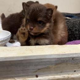 Girl 1 - Pomeranian puppy from COCO'S POMS AND FRENCHIES