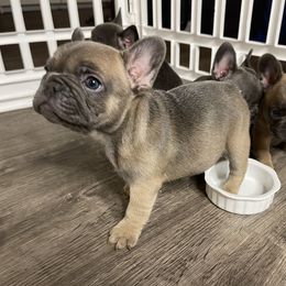 French Bulldog Puppies from Frnchi Faerie
