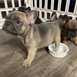 French Bulldog Puppies from Frnchi Faerie