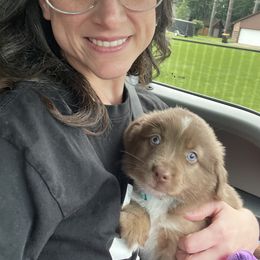 Australian Shepherd and Miniature Australian Shepherd Puppies from Integrity Aussies Tx