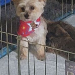 Betty - Yorkshire Terrier