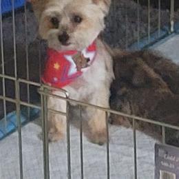 Betty - Yorkshire Terrier
