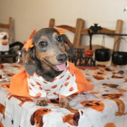 Nessie - Gray (blue) and tan female Dachshund puppy in California from Kindle & Burrow Dachshunds