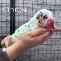 Great Dane Puppies from Rough Diamond Danes