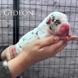 Great Dane Puppies from Rough Diamond Danes