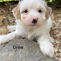 Drew - Cream male Aussiedoodle puppy in Lebanon, Missouri from Cobbs Creek Canines