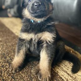 German Shepherd Puppies from Northwinds German Shepherds