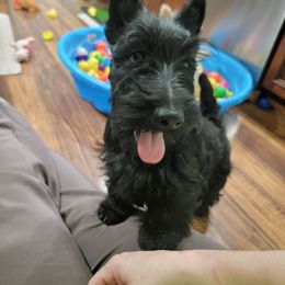 Boy 3 - Black Scottish Terrier puppy in Seymour, Missouri from Fairview's Precious Pups