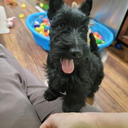 Boy 3 - Black Scottish Terrier puppy in Seymour, Missouri from Fairview's Precious Pups