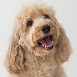 Elle - Australian Labradoodle