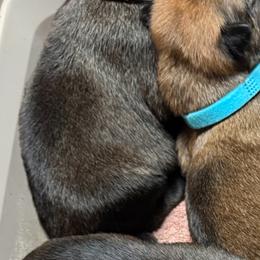 Banzai - Sable male Working Dog Cross puppy in Sheridan, Arkansas from Dark Sky Kennels