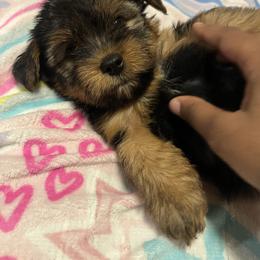 Rex 1500 - Black and tan male Yorkshire Terrier puppy in Gastonia, North Carolina from Dynasty Kennel