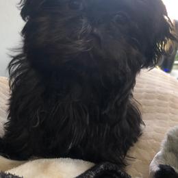 Binkey - Shih Tzu
