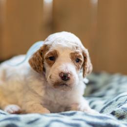 Ice - Parti male Poodle puppy in Fairfield, Illinois from Positively Doodles