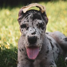 Beagles, Great Danes, and Pugs from Folklore Kennel