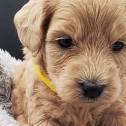 Girl 3 - Schnoodle puppy from Eveleigh Acres Puppies