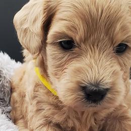 Girl 3 - Schnoodle puppy from Eveleigh Acres Puppies