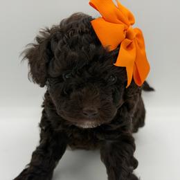 Godiva - Brown female Poodle puppy in Southampton, New Jersey from Lavishly Loved Pets LLC