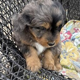 Jasmine - Tri-color female Bernedoodle puppy in Las Vegas, Nevada from Perfect Bernedoodles