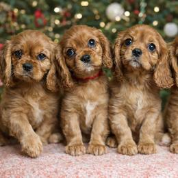 Cavalier King Charles Spaniel Puppies from Holston Mountain Cavaliers