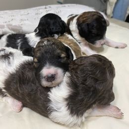 Poodle Puppies from Darla Pietrzak