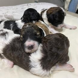 Poodle Puppies from Darla Pietrzak