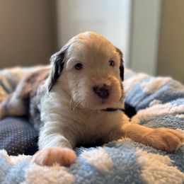 Black boy - Blue gray and white male Sheepadoodle puppy in Riverside, California from Downtown Doodles & Frenchies