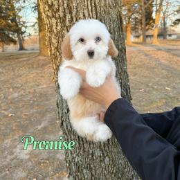 Promise - Yellow and white male Bernedoodle puppy in Mount Vernon, Missouri from PoodlelyDoodlely