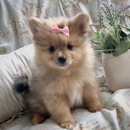 Cera - Pomeranian puppy from Pleasant Lake, Pom Pups